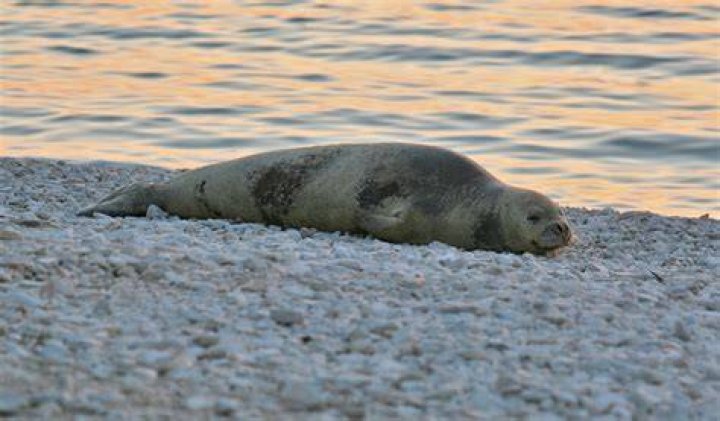 A female endangered Mediterranean monk seal visits the shore of Jaffa