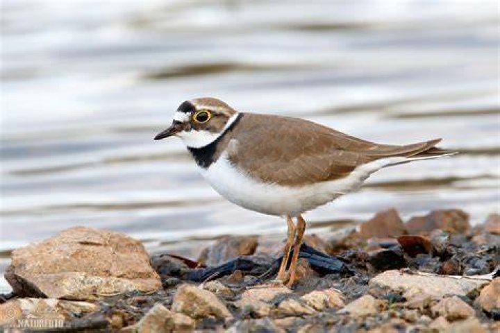 A little ringed plover is seen on the banks of the Pripyat river, near the town of Turov