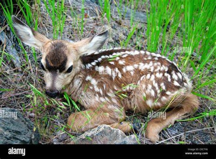 A mule deer fawn shelters in a leafed-out shrub during a late spring snow storm in Golden