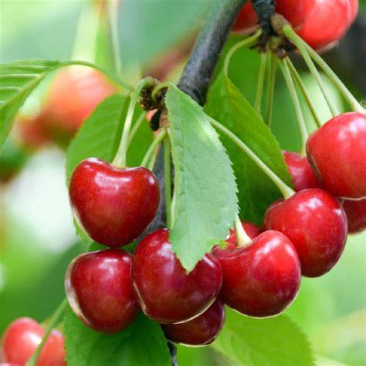 Are cherries available all year round?