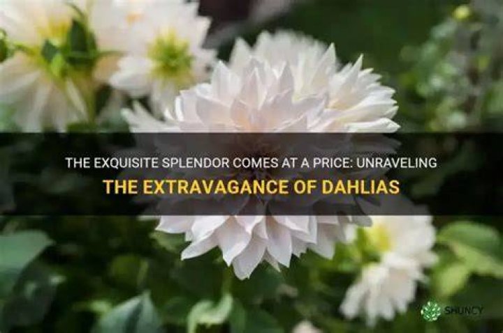Are dahlias expensive?