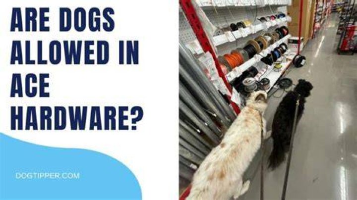 Are dogs allowed in Ace Hardware?