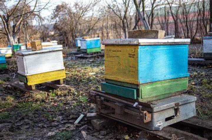 At what temperature do bees become inactive?