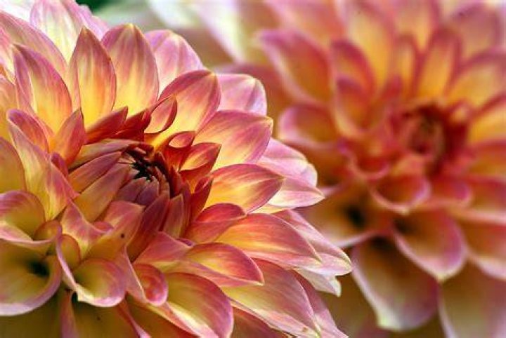 Bloom