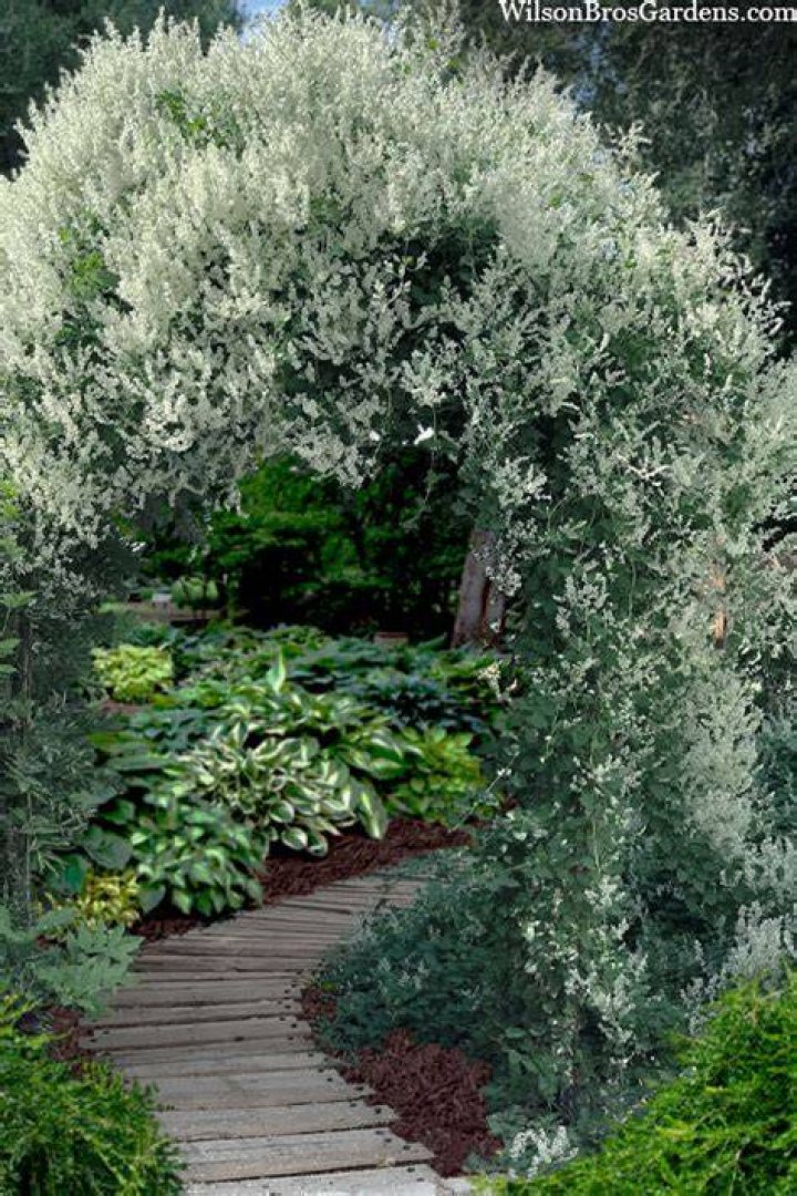 Can I smoke silver vine?