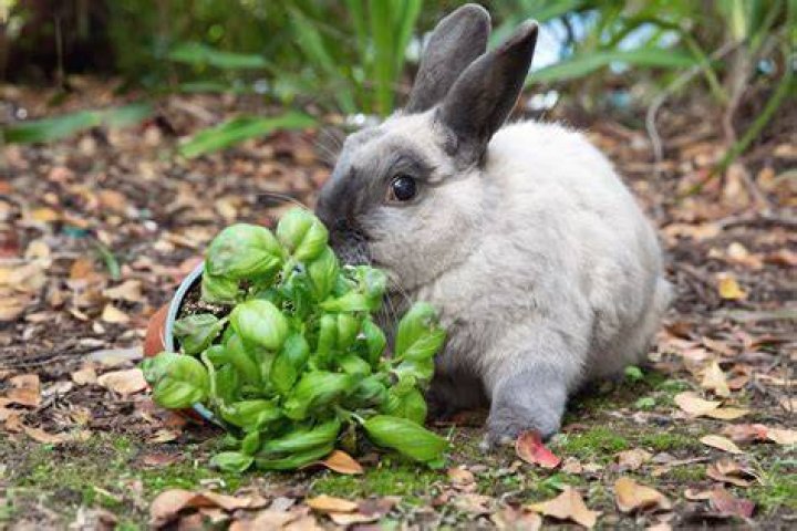 Can rabbits eat spruce?