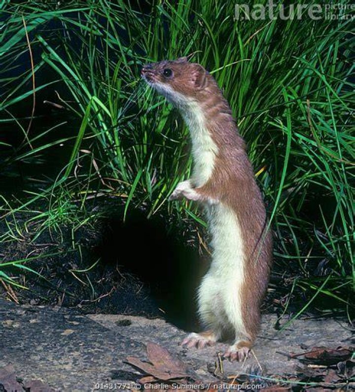 Caption: The stoat, or short tailed weasel, which has an appetite for kiwi chicks. (Derek Parker via Flickr)