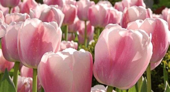 Do Darwin hybrid tulips come back?