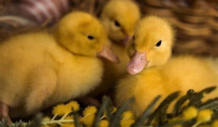 Do ducklings need light at night?