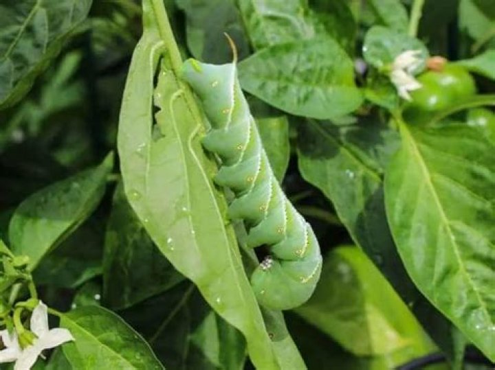 Do hornworms bite humans?