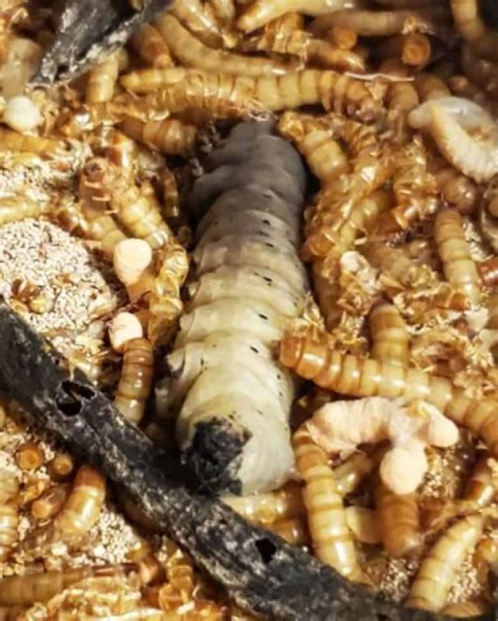 Do mealworms eat meat?