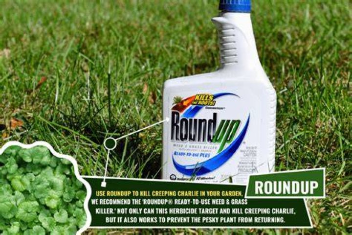 Does Roundup work on privet?