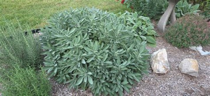 Does Sage transplant well?