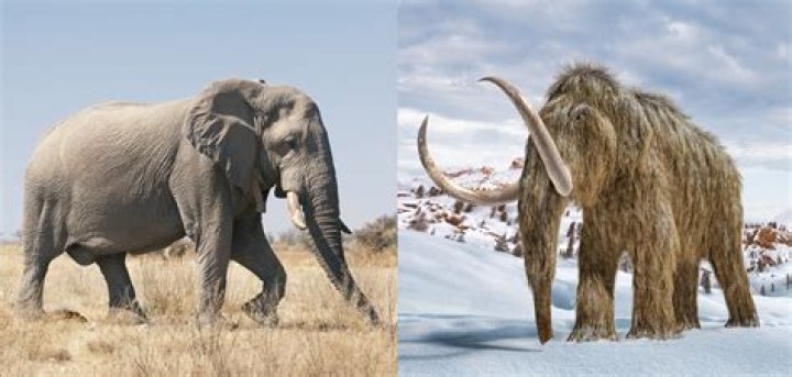 Elephant, Elephants and Mammoths, Human, People, Brown, Organism, Skin, Indian elephant, Hand, Photograph, 