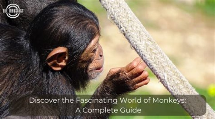 Exploring The Fascinating World Of Movierulz Genres And Years