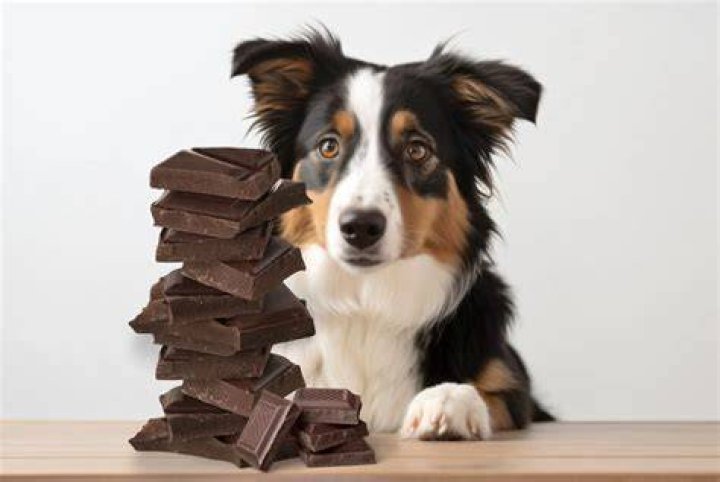 Hond Eet Chocolade Wat Te Doen? (Solution)