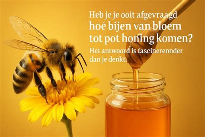 Honing Hoe Gemaakt? (Solution found)