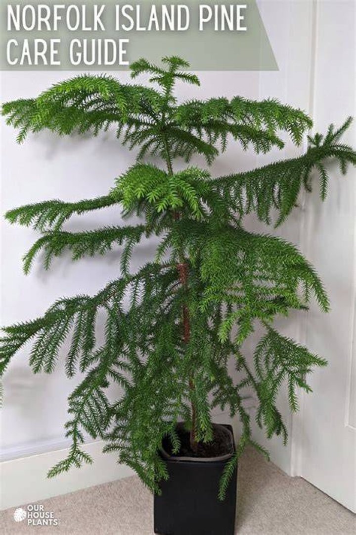 How cold can a Norfolk pine get?