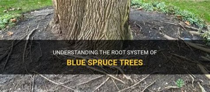 How deep do blue spruce roots go?
