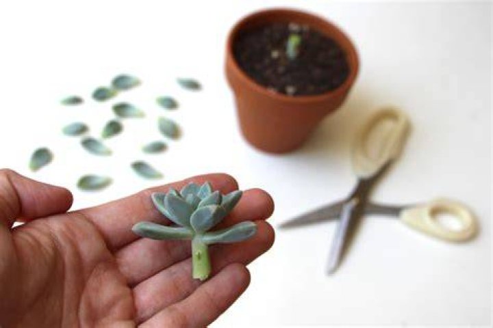 How do you propagate climbing succulents?