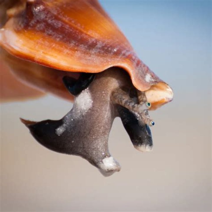 How fast do Fighting Conch grow?