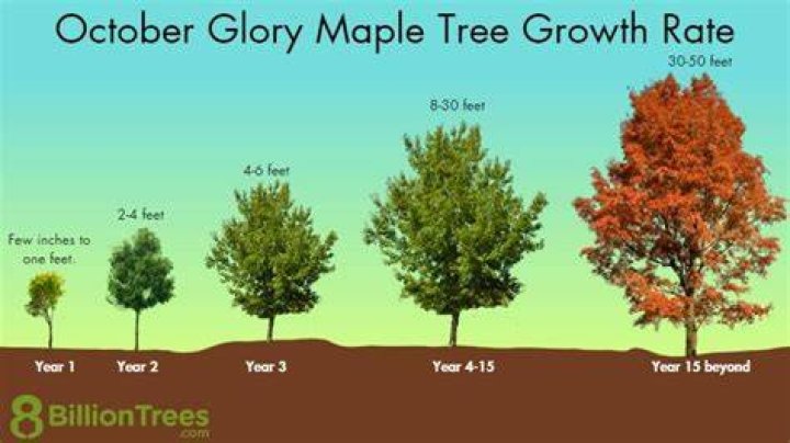 How fast does an October Glory Maple Grow?