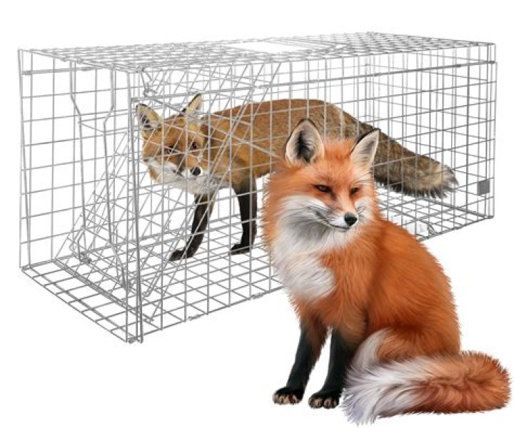 How much does a live trap cost?