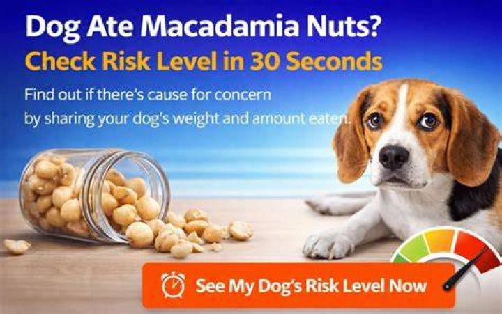 How much macadamia nuts will kill a dog?