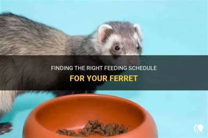 How often should you feed a ferret?