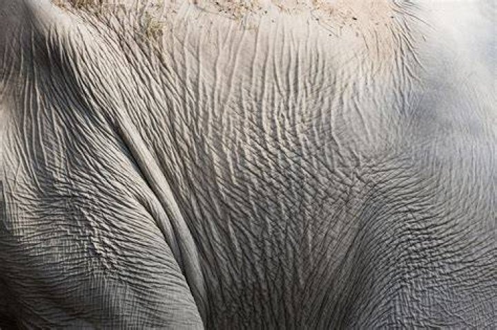 Human, Skin, Elephant, Elephants and Mammoths, Vertebrate, Indian elephant, Adaptation, Interaction, Organ, Temple, 