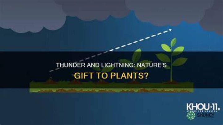 Is lightning good for the plants?