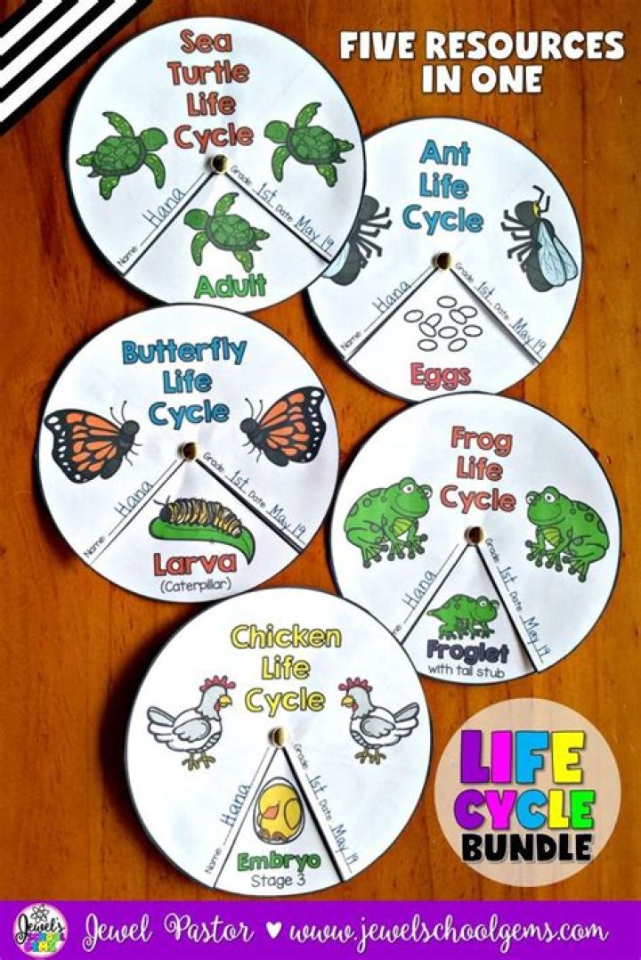 Life cycle online activity for Grade 1. You can do the exercises online