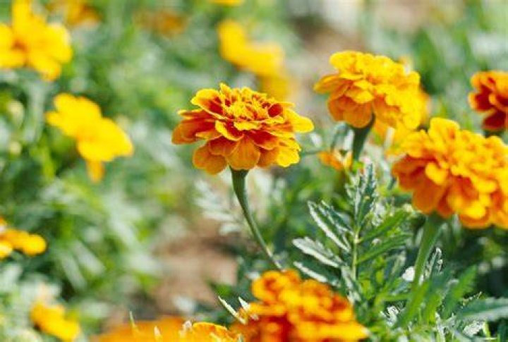Marigolds Marigolds
