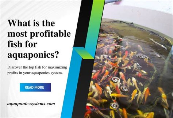 Most Profitable Fish For Fish Pond Stardew Valley at Charmaine Leonard blog