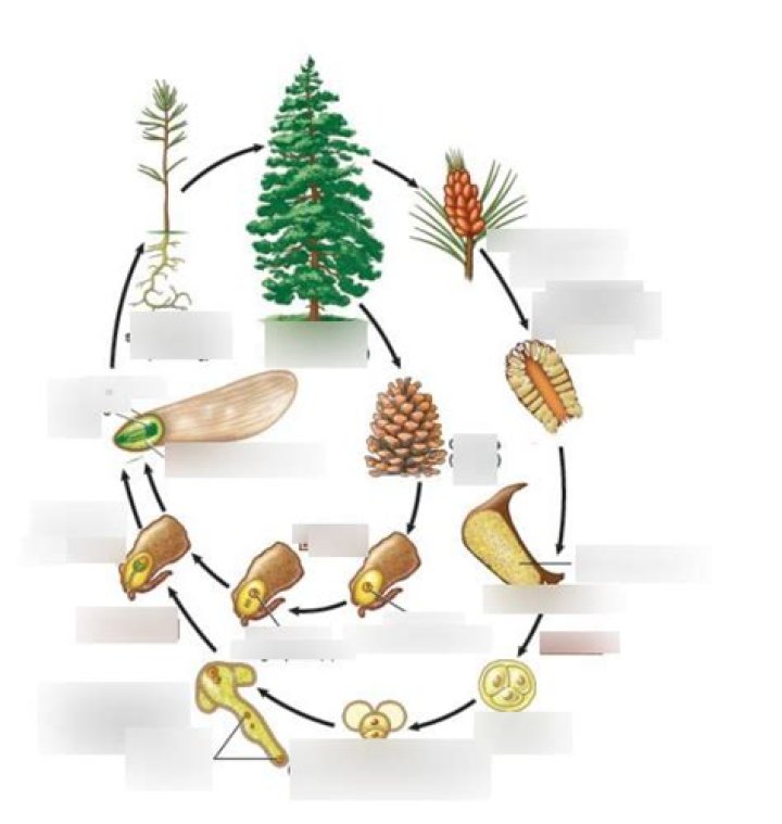 Pine Life Cycle OER Commons