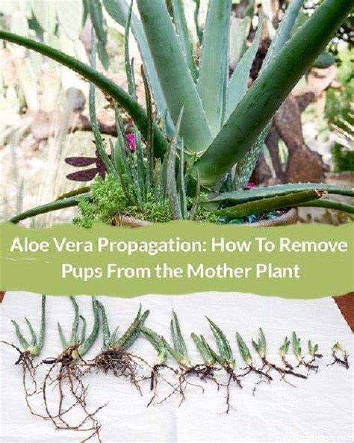Should you remove aloe pups?