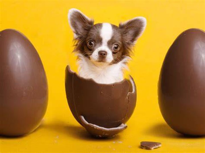 Wat Als Een Hond Chocolade Eet? (Question)