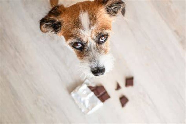 Wat Doen Als Hond Chocolade Heeft Gegeten? (Solution)