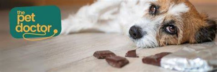 Wat Doet Chocolade Met Een Hond? (Solution)