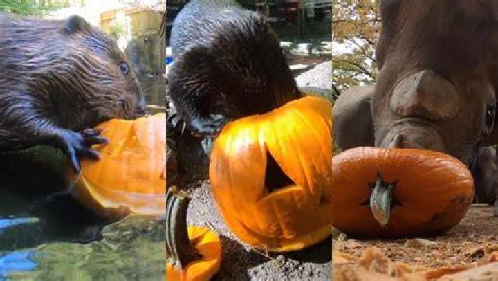What animals will eat pumpkins?