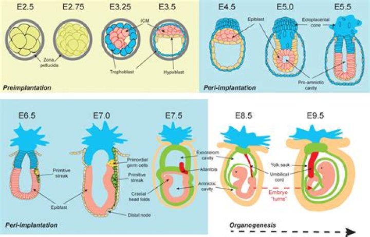 What Are Peri Implantation Embryo? (Solution)