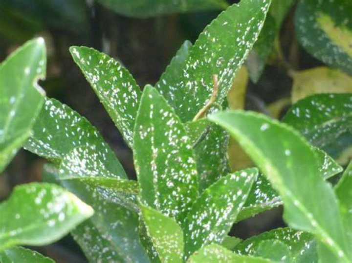 What causes scale on euonymus?