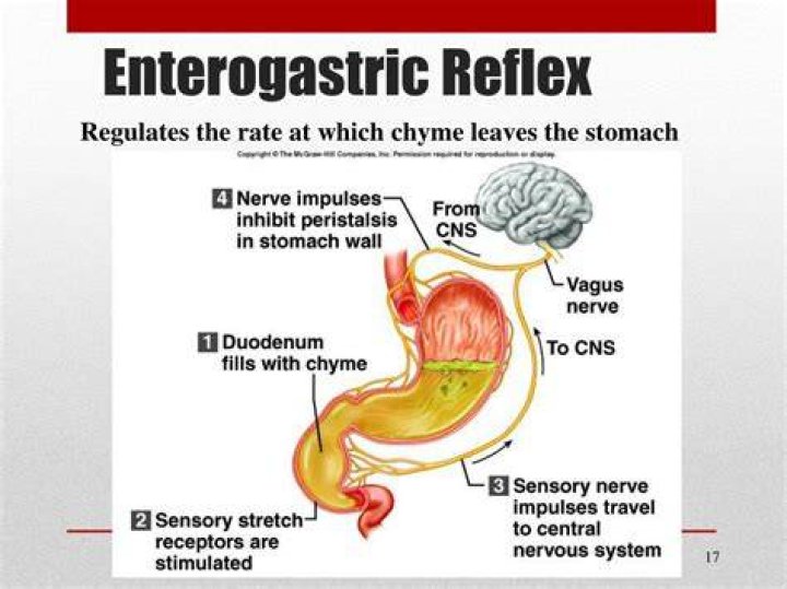 What does the enterogastric reflex do quizlet?
