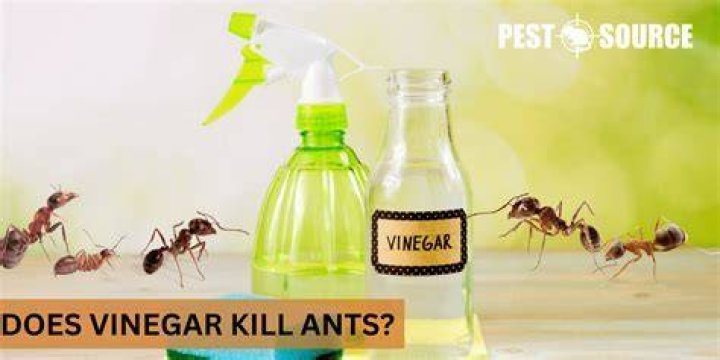 What Does Vinegar Do To Ants??