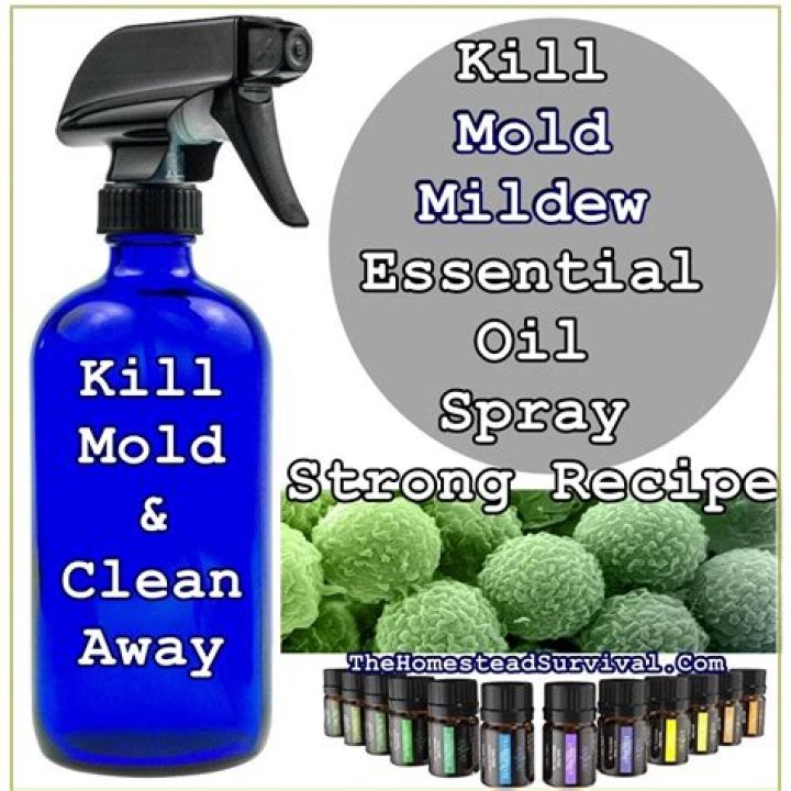 What essential oil will kill mold?