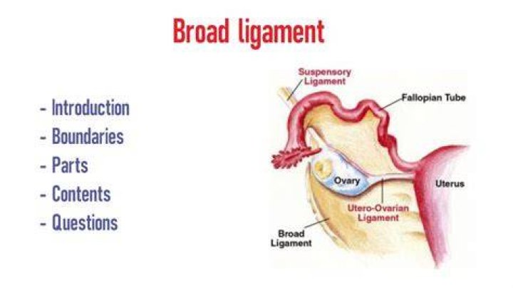 What is a broad ligament?