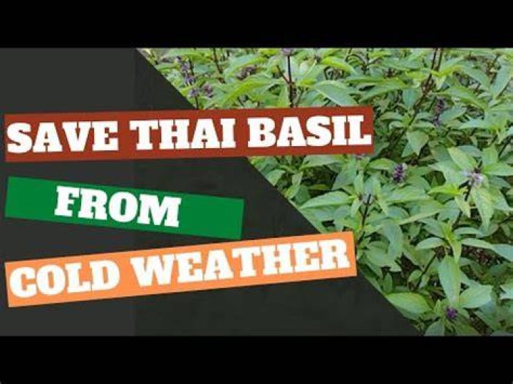 What outside temperature is too cold for basil?