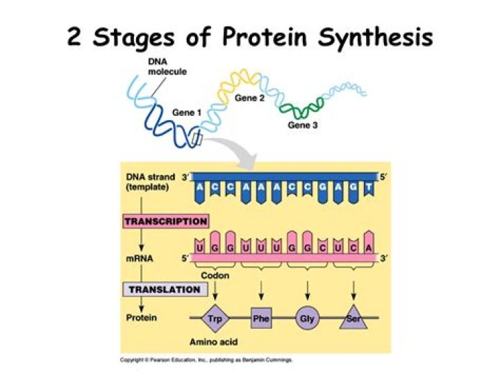 What stages does protein synthesis occur?
