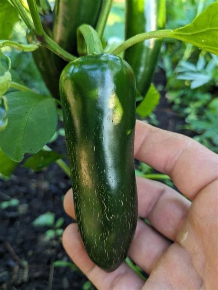 When To Pick Sriracha Peppers? (Solution)