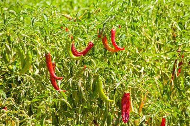 Where Do Sriracha Chiles Come From? (Solution)